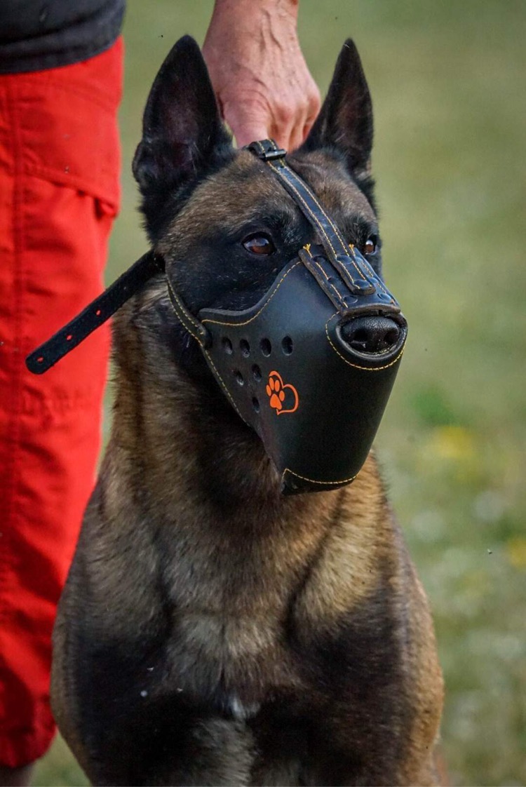 Hund